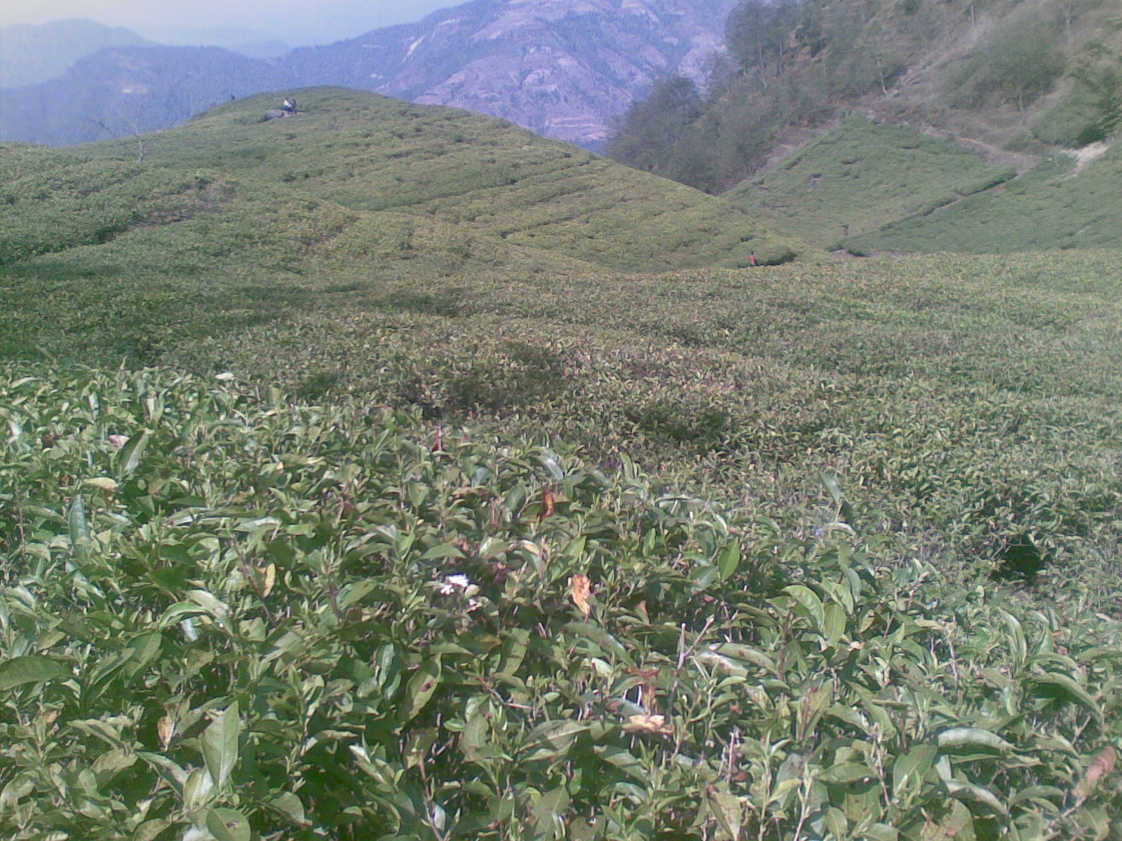 More Than a Cup of Tea: The Himalayan Tea Culture