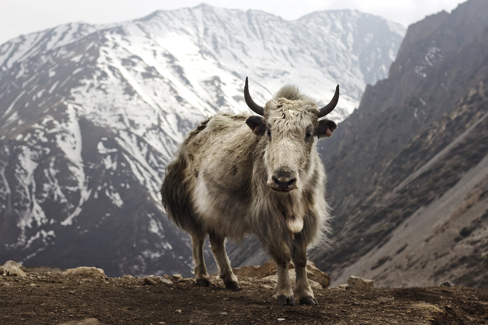 Annapurna Circuit Trek