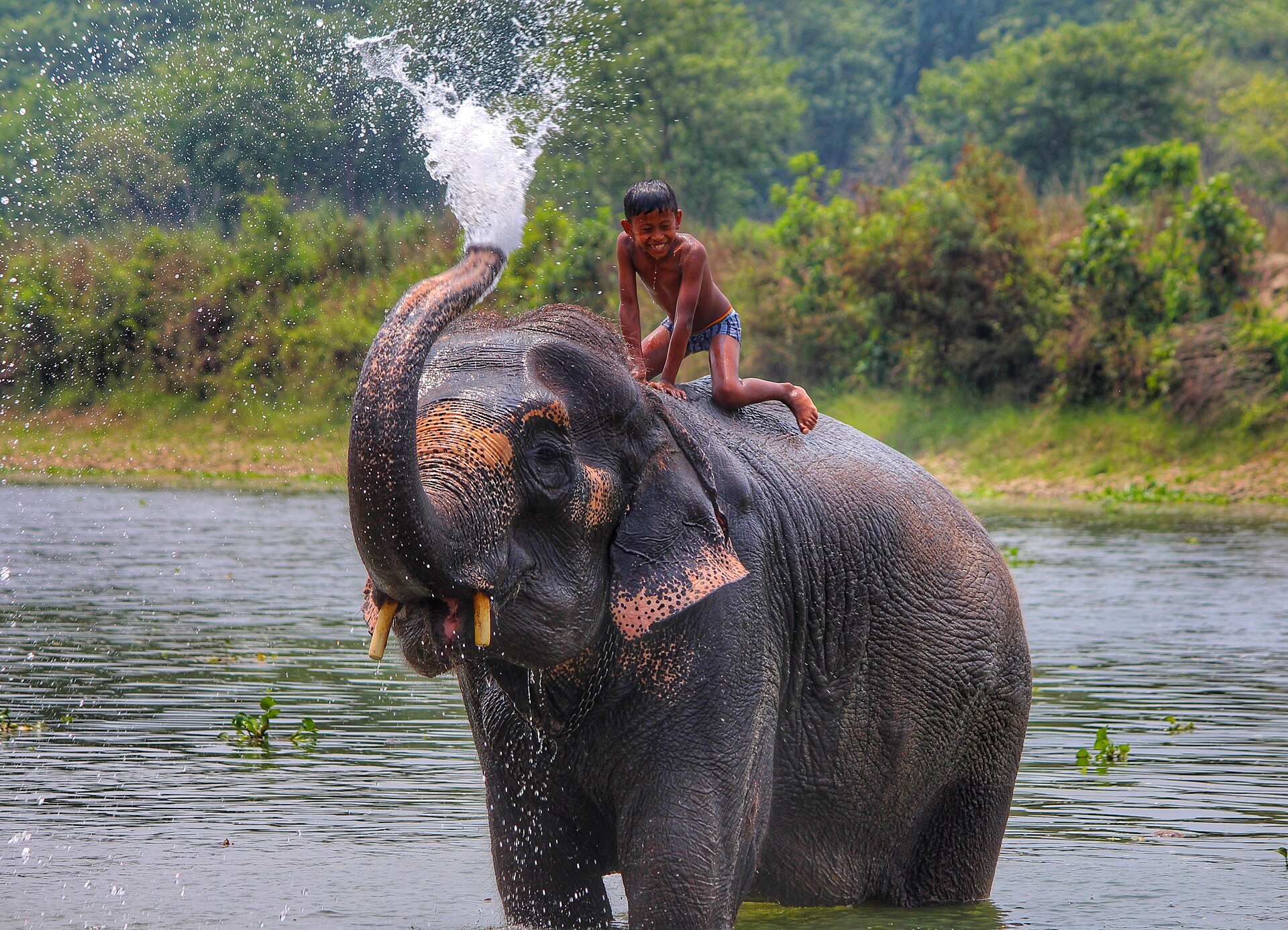 Chitwan Luxury Wildlife Safari gallery 2